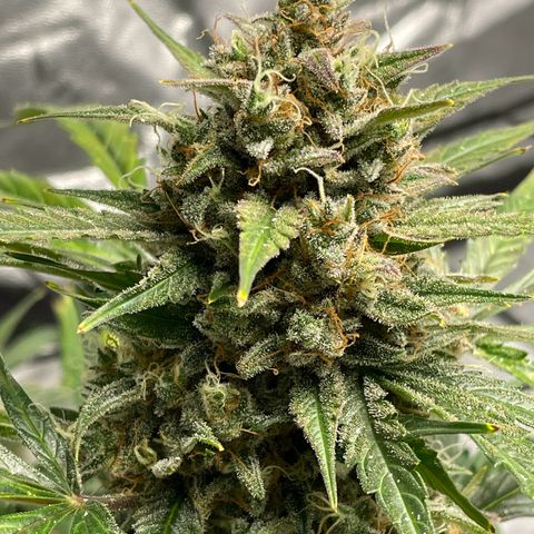 Cinderella  growlog photo: Getting the fall fade going!! 