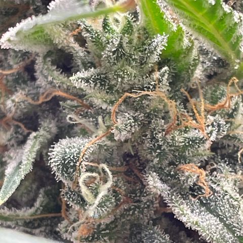 Cinderella  growlog photo: Getting the fall fade going!! 
