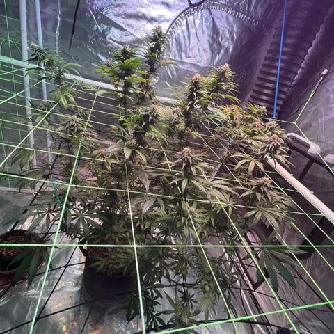 Stardawg growlog photo: Noticed some tip burn,. I believe it was from last weeks light issue,. Runoff tests good so Will be keeping an eye out,. 