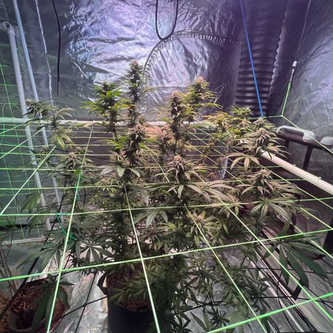 Stardawg growlog photo: Noticed some tip burn,. I believe it was from last weeks light issue,. Runoff tests good so Will be keeping an eye out,. 
