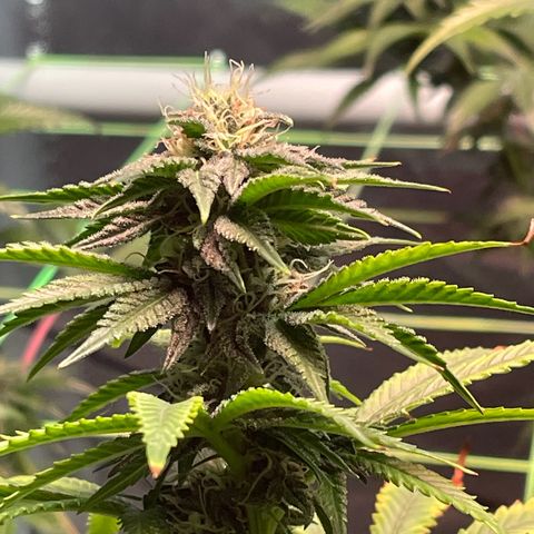 Stardawg growlog photo: Noticed some tip burn,. I believe it was from last weeks light issue,. Runoff tests good so Will be keeping an eye out,. 