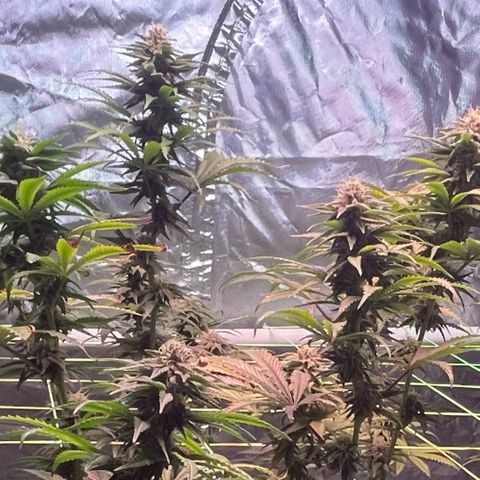 Stardawg growlog timeline photo