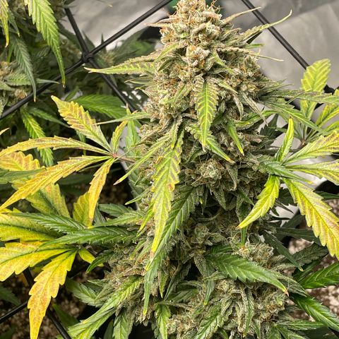 Cinderella  growlog photo: Hitting that fade,. Finishing up nicely!