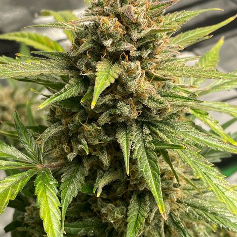 Cinderella  growlog photo: Hitting that fade,. Finishing up nicely!