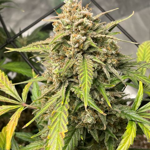 Cinderella  growlog photo: Hitting that fade,. Finishing up nicely!