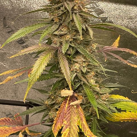 Cinderella  growlog photo: Hitting that fade,. Finishing up nicely!