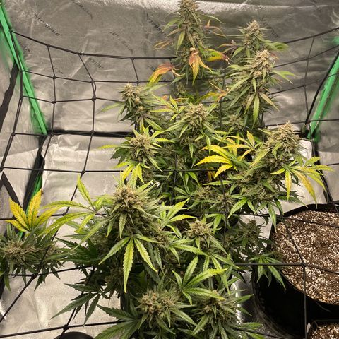 Cinderella  growlog photo: Hitting that fade,. Finishing up nicely!