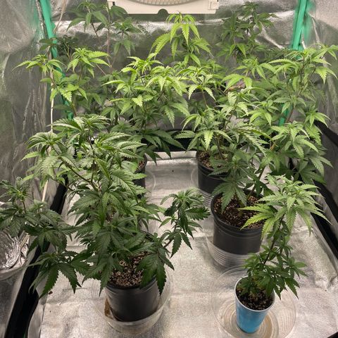 Stardawg round 1 growlog photo: Cleaned up the lowers and took some clones 