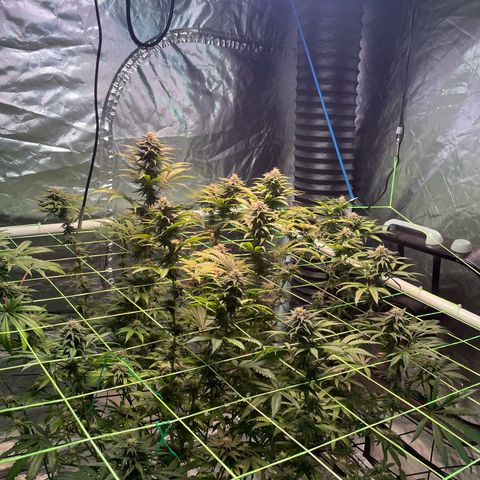 Stardawg growlog photo: She got her Monthly top dress with a bloom formula 