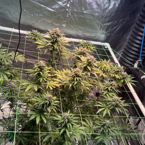 Stardawg growlog photo: She got her Monthly top dress with a bloom formula 