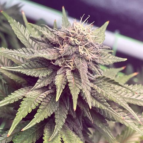 Stardawg growlog photo: She got her Monthly top dress with a bloom formula 