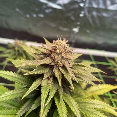 Stardawg growlog photo: She's doing her thing!! 
