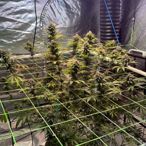 Stardawg growlog photo: She's doing her thing!! 
