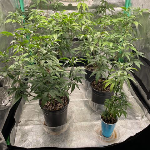 Stardawg round 1 growlog photo: Girls are getting big, almost ready for their transplant 