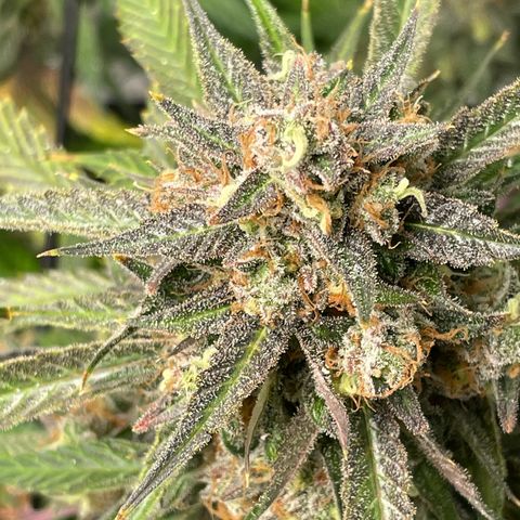 Cinderella  growlog photo: Getting close, but not close enough, fed with a mid flower formula to try and squeeze some more days and fatten before the chop 