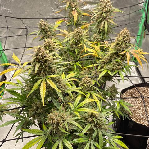 Cinderella  growlog photo: Getting close, but not close enough, fed with a mid flower formula to try and squeeze some more days and fatten before the chop 