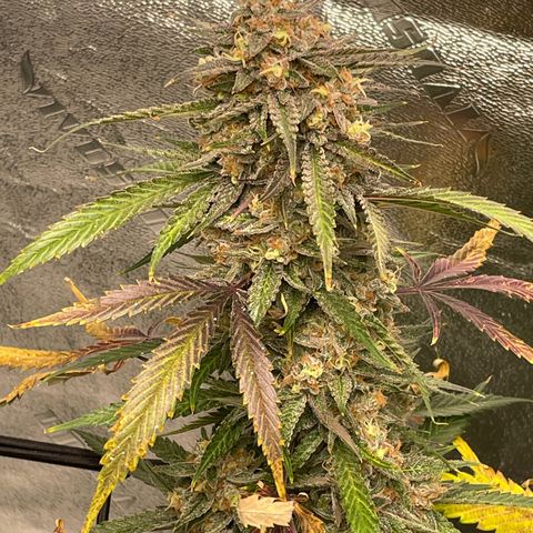 Cinderella  growlog photo: Getting close, but not close enough, fed with a mid flower formula to try and squeeze some more days and fatten before the chop 