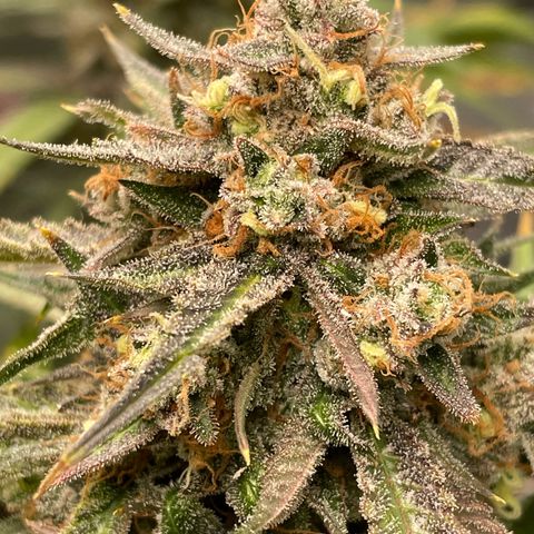 Cinderella  growlog photo: Getting close, but not close enough, fed with a mid flower formula to try and squeeze some more days and fatten before the chop 