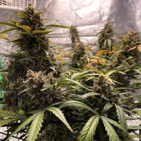 Cinderella  growlog photo: Getting close, but not close enough, fed with a mid flower formula to try and squeeze some more days and fatten before the chop 