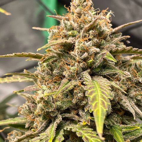 Cinderella  growlog photo: Getting close, but not close enough, fed with a mid flower formula to try and squeeze some more days and fatten before the chop 