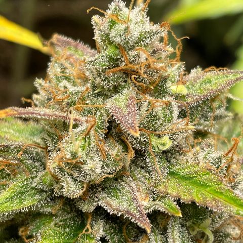 Cinderella  growlog photo: Getting close, but not close enough, fed with a mid flower formula to try and squeeze some more days and fatten before the chop 