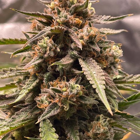 Cinderella  growlog photo: Getting close, but not close enough, fed with a mid flower formula to try and squeeze some more days and fatten before the chop 