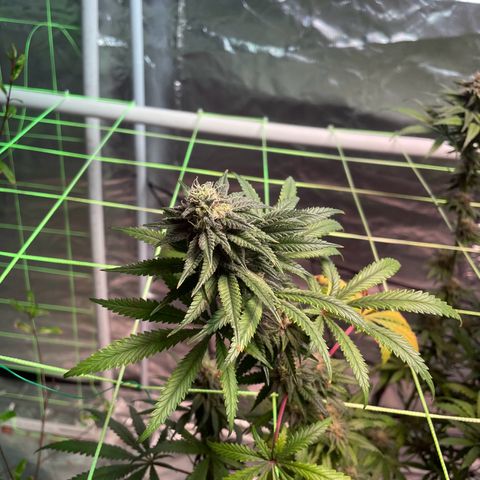Stardawg growlog timeline photo