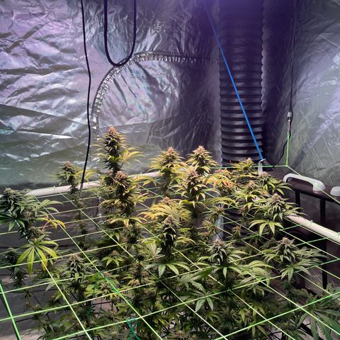 Stardawg growlog timeline photo