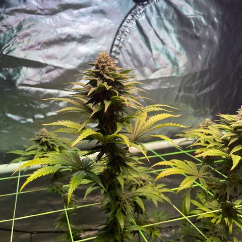 Stardawg growlog timeline photo