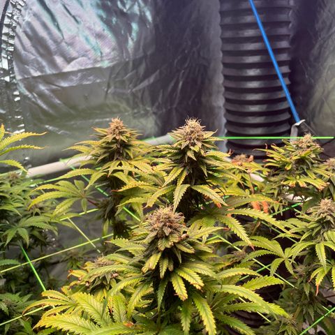Stardawg growlog timeline photo