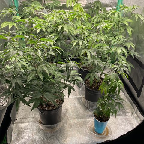 Stardawg round 1 growlog timeline photo
