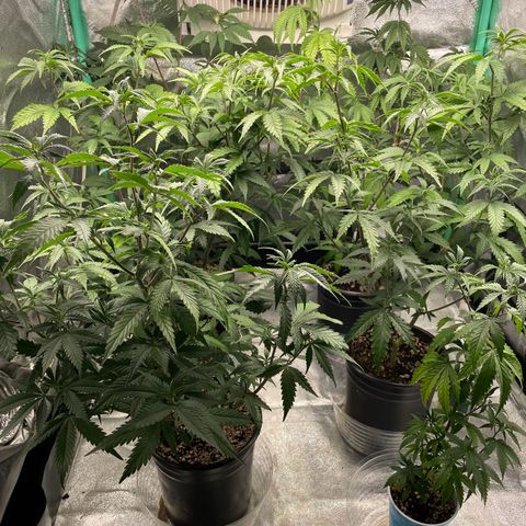 Stardawg round 1 growlog timeline photo