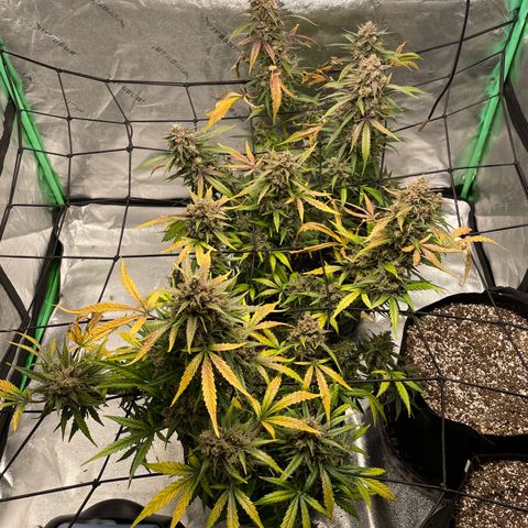 Cinderella  growlog photo: She's Almost done!! 