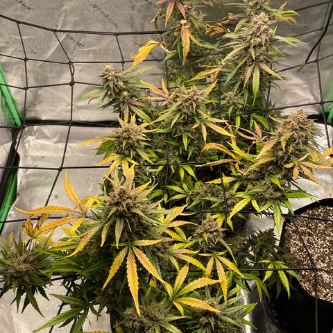 Cinderella  growlog photo: She's Almost done!! 