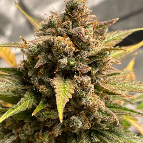 Cinderella  growlog photo: She's Almost done!! 