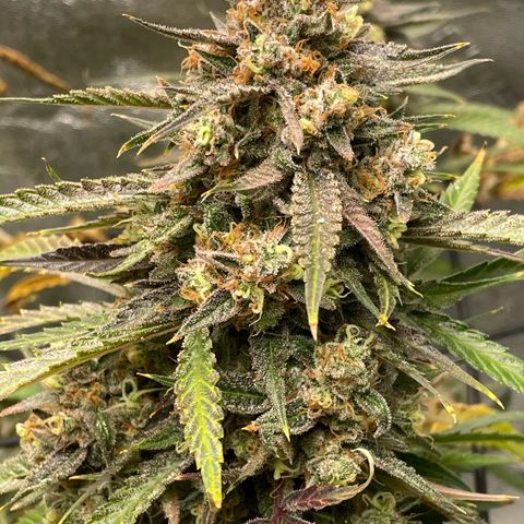 Cinderella  growlog photo: She's Almost done!! 