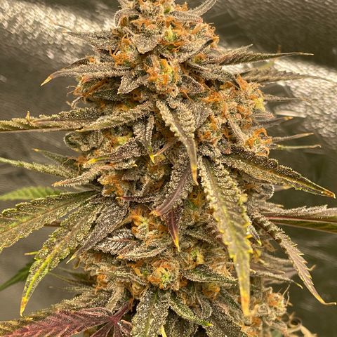 Cinderella  growlog photo: Harvest day,. All in all I think she came out looking great 