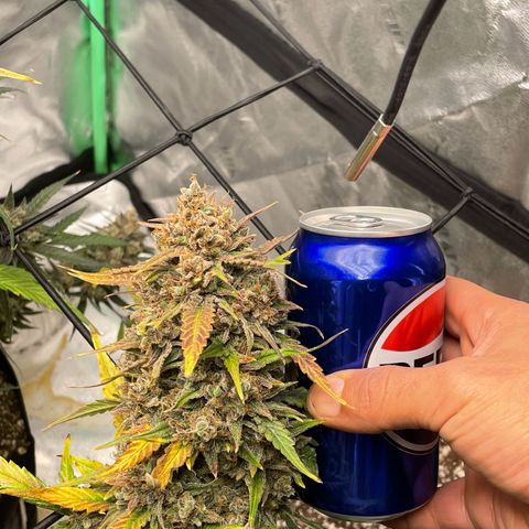 Cinderella  growlog photo: Harvest day,. All in all I think she came out looking great 