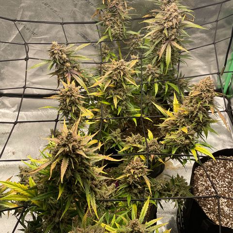 Cinderella  growlog photo: Harvest day,. All in all I think she came out looking great 