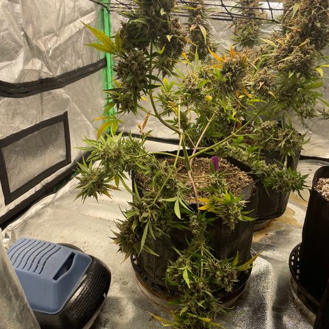 Cinderella  growlog photo: Harvest day,. All in all I think she came out looking great 
