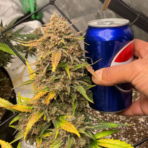 Cinderella  growlog photo: Harvest day,. All in all I think she came out looking great 