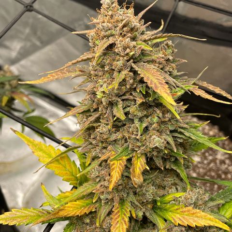 Cinderella  growlog photo: Harvest day,. All in all I think she came out looking great 