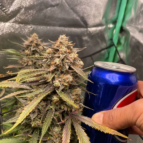 Cinderella  growlog photo: Harvest day,. All in all I think she came out looking great 