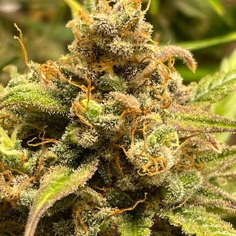 Cinderella  growlog photo: Harvest day,. All in all I think she came out looking great 