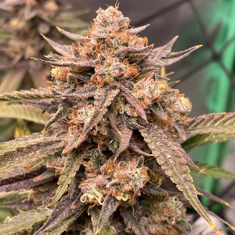 Cinderella  growlog photo: Harvest day,. All in all I think she came out looking great 