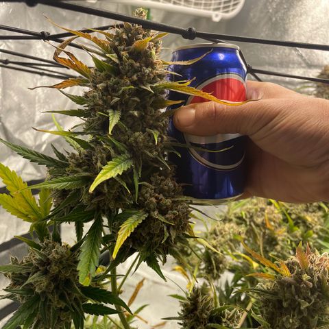Cinderella  growlog photo: Harvest day,. All in all I think she came out looking great 