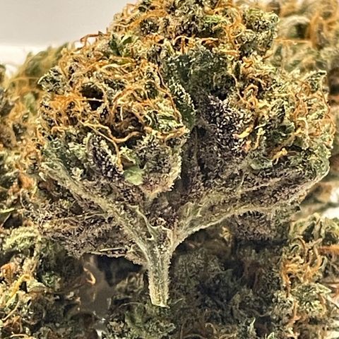 Cinderella  growlog timeline photo