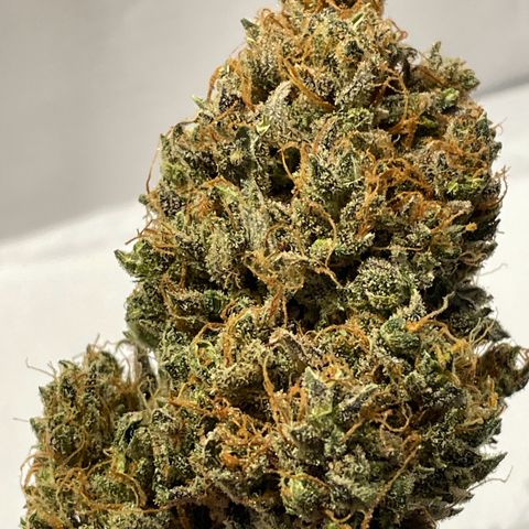 Cinderella  growlog timeline photo