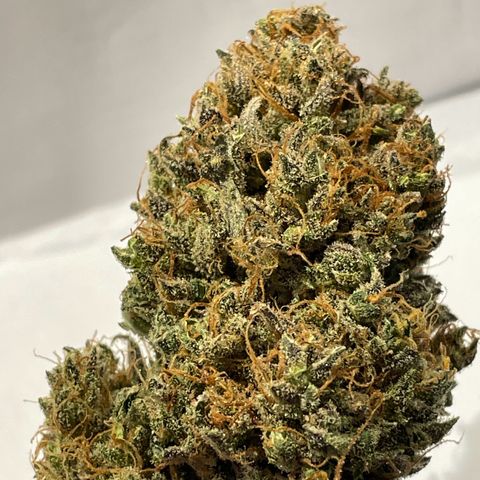Cinderella  growlog timeline photo