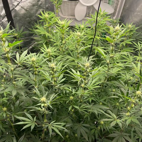 Stardawg round 1 growlog photo: Stretch is pretty much she's into full flower 